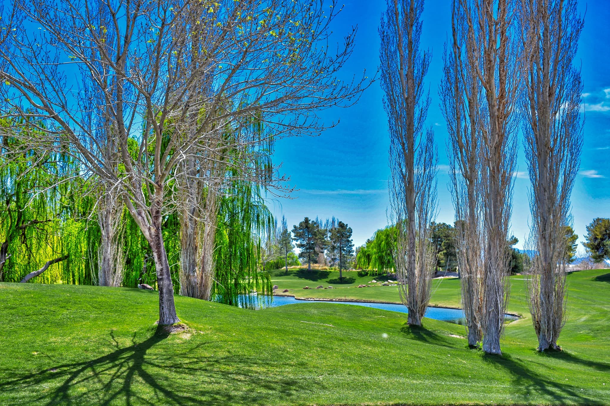 Luxury Property Showcase